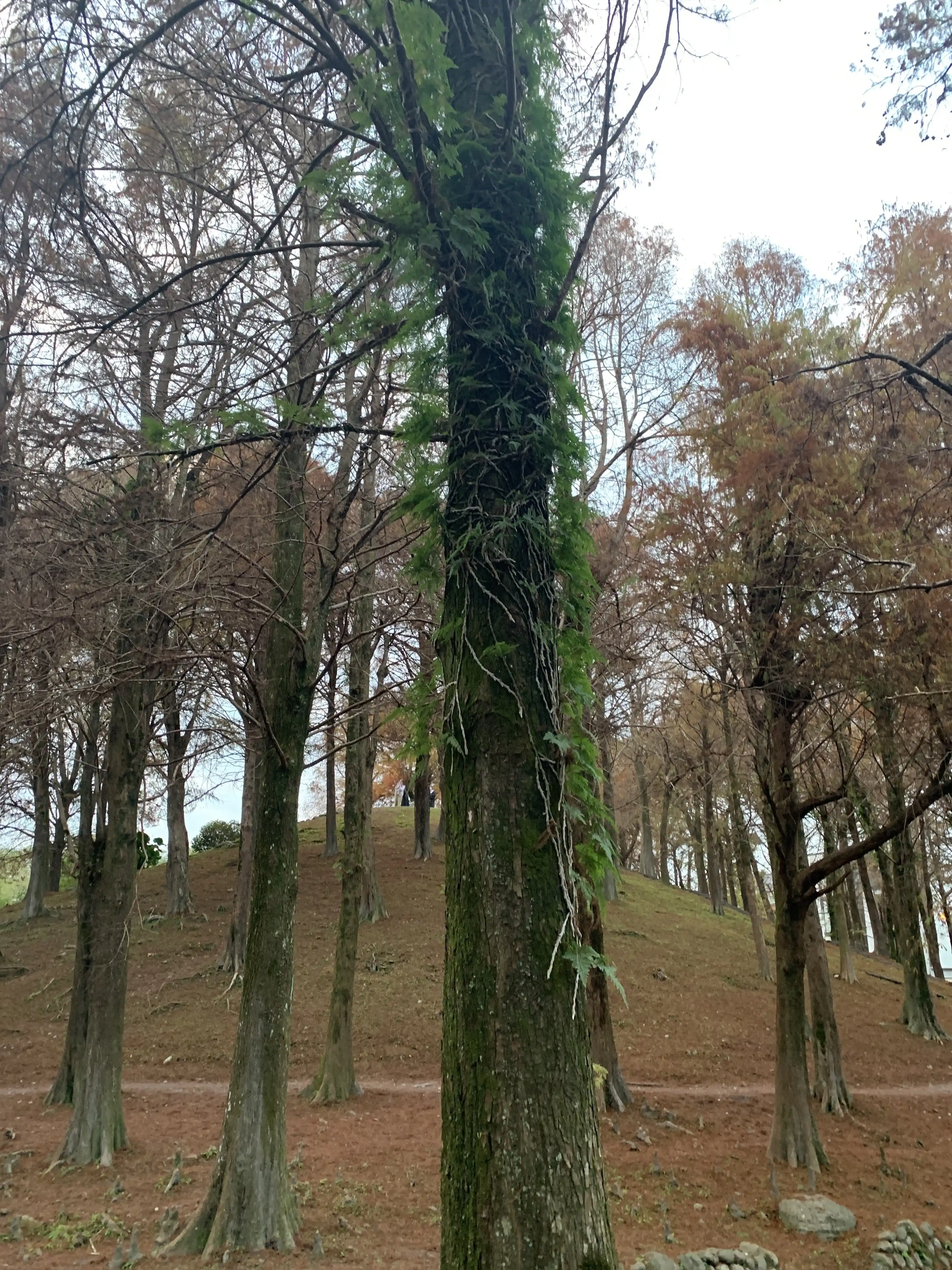 羅東運動公園的落雨松